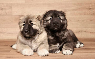 Казвказька вівчарка