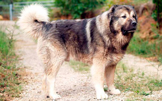 Казвказька вівчарка