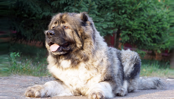 Кавказька вівчарка