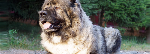 Кавказька вівчарка