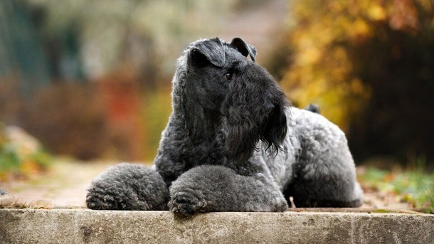 Керри-блю-терьер