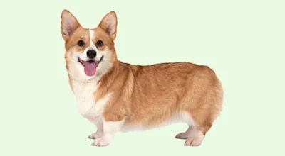 Вельш-коргі