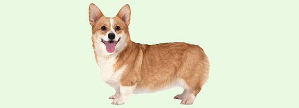 Вельш-коргі