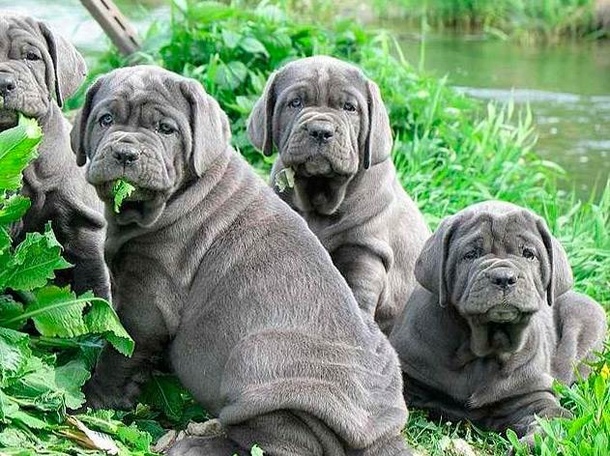 Неаполітанський мастиф