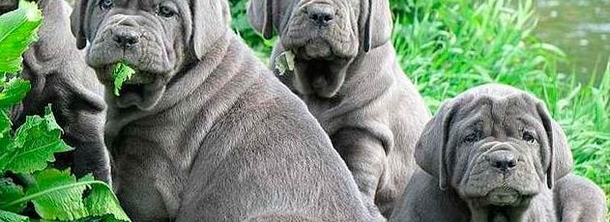 Неаполітанський мастиф