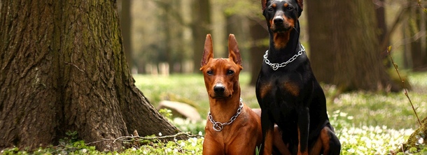 Немецкий пинчер