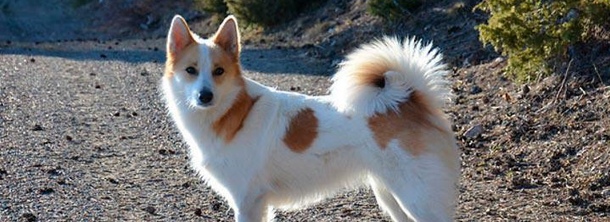 Норботтен-шпиц