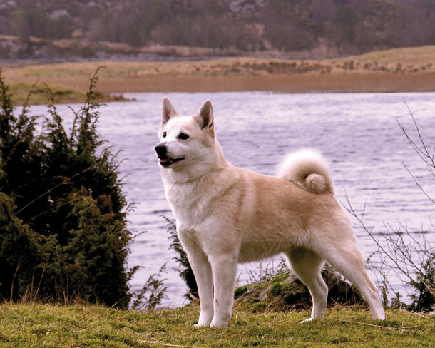 Норвезький бухунд