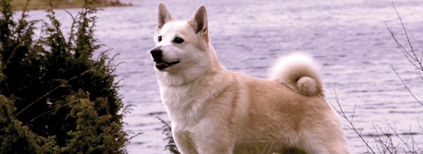 Норвежский бухунд