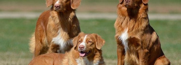 Новошотландский ретривер