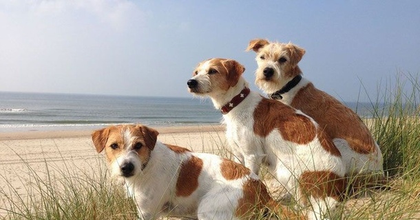 Кромфорлендер