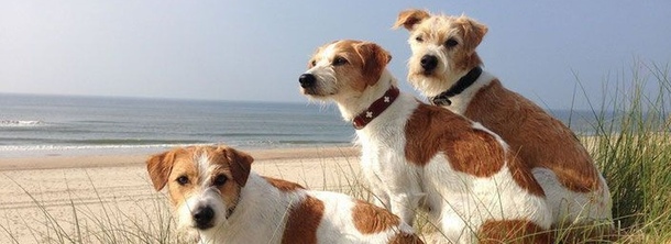 Кромфорлендер