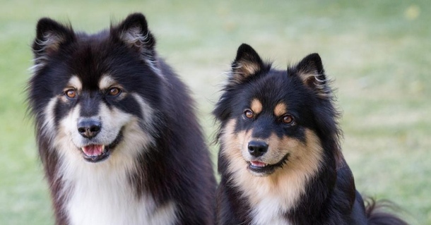 Фінський лапхунд