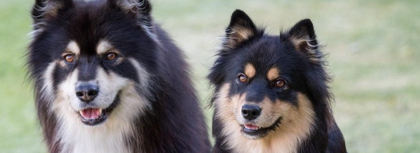 Финский лаппхунд