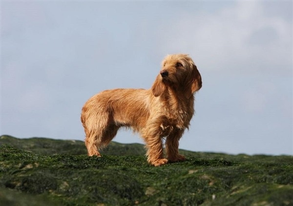 Бассет фов де бретань