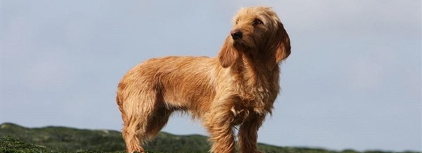 Бассет фов де бретань