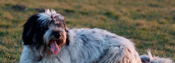 Польская низинная овчарка