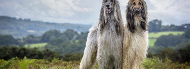 Афганская борзая