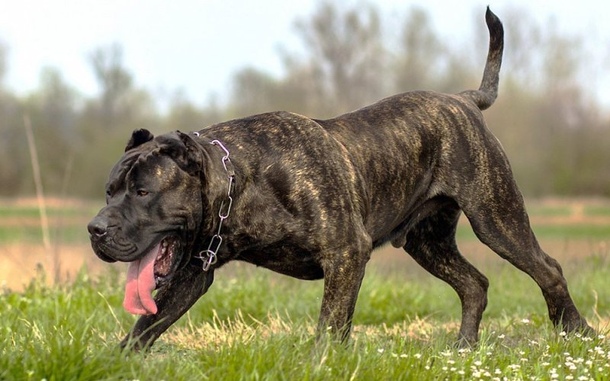 Канарський дог