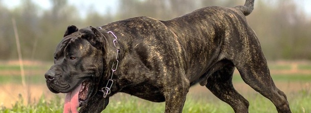 Канарский дог