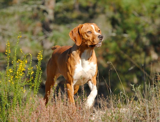 Португальський пойнтер