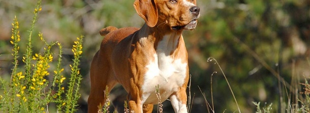 Португальский пойнтер