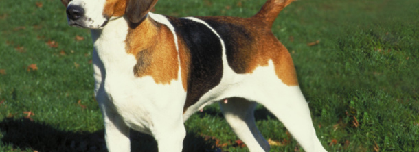 Американський фоксхаунд