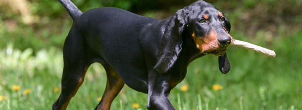 Чорно-підпалий кунхаунд