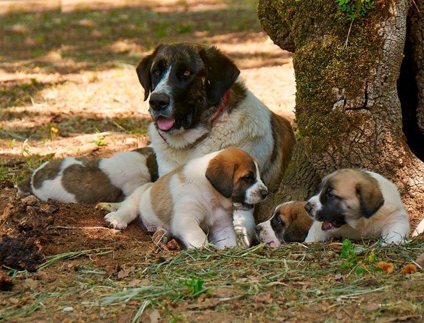 Рафейру ду Алентежу