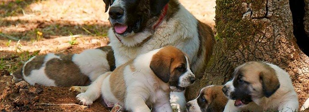 Рафейру ду Алентежу