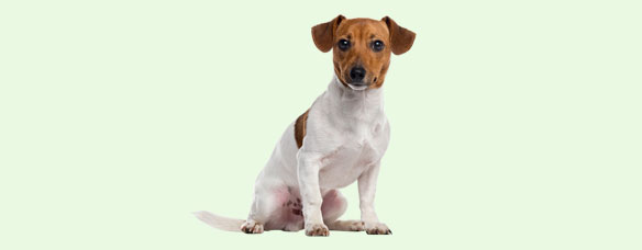 Рассел терьер