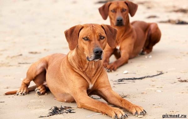 Родезійський ріджбек