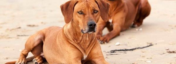 Родезийский риджбек