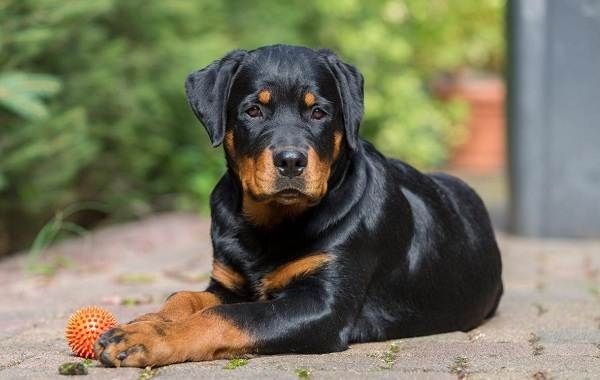 Ротвейлер