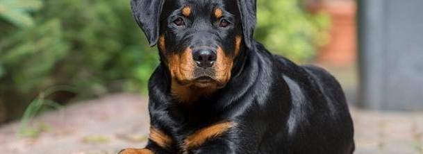 Ротвейлер
