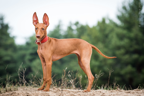 Чірнеко дель Етна