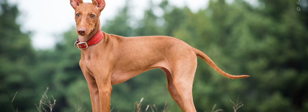 Чирнеко дель Этна