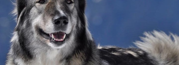 Румынская карпатская овчарка