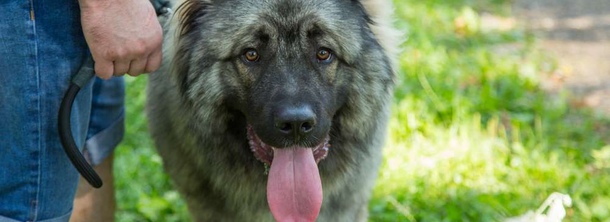 Шарплани́нская овча́рка