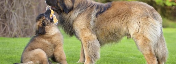 Леонбергер