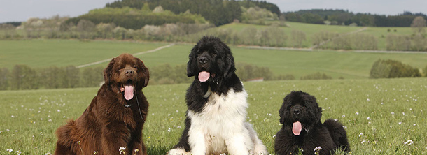 Ньюфаундленд