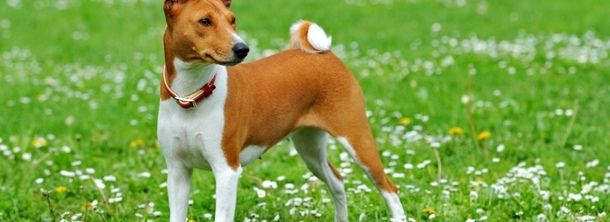 Тедди-рузвельт-терьер