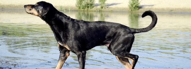 Трансильванская Гончая