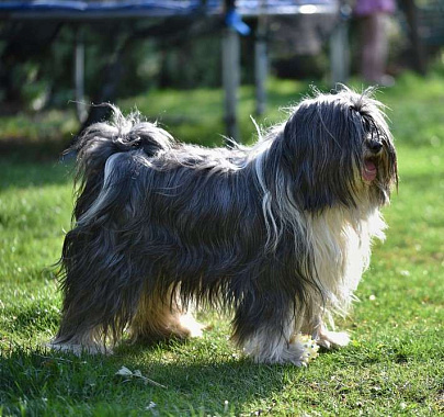 Тибетский терьер