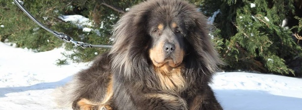 Тибетский мастиф