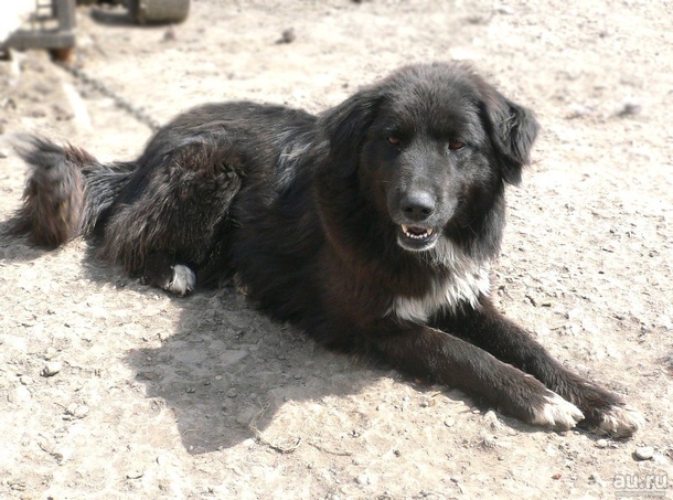 Тувинська вівчарка