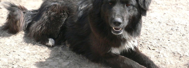 Тувинская овчарка