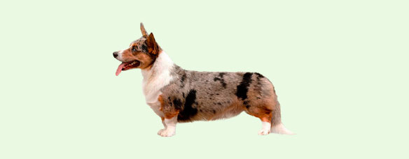 Вельш Коргі Кардіган