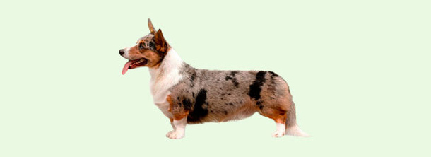 Вельш Коргі Кардіган