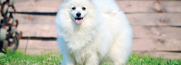 Японский шпиц